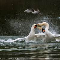 Buy canvas prints of White Mute Swans Fighting by Geoff Smith
