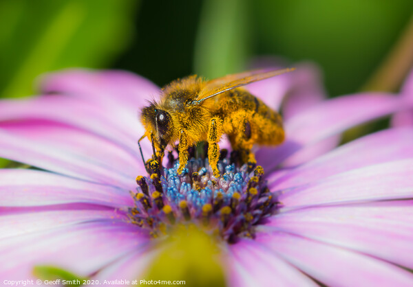 Honey Bee covered in pollen Picture Board by Geoff Smith