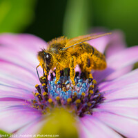 Buy canvas prints of Honey Bee covered in pollen by Geoff Smith