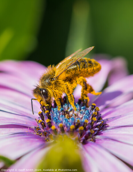 Honey Bee pollinating flowers Picture Board by Geoff Smith
