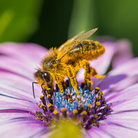 Buy canvas prints of Honey Bee pollinating flowers by Geoff Smith