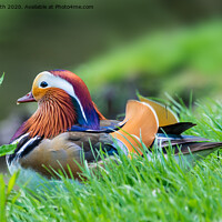 Buy canvas prints of Mandarin duck resting by water by Geoff Smith