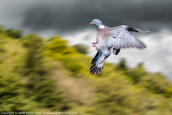 Dramatic Wood Pigeon Flying Picture Board by Geoff Smith