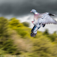 Buy canvas prints of Dramatic Wood Pigeon Flying by Geoff Smith