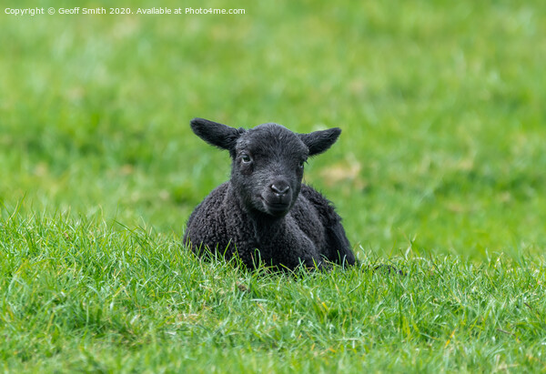 Black lamb resting on grass Picture Board by Geoff Smith
