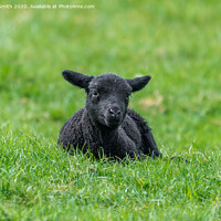Buy canvas prints of Black lamb resting on grass by Geoff Smith