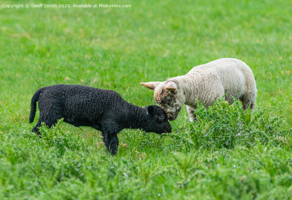 Black and white lambs making friends Picture Board by Geoff Smith