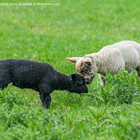 Buy canvas prints of Black and white lambs making friends by Geoff Smith