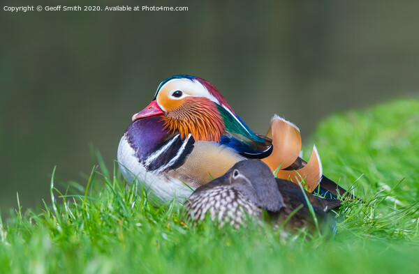Mandarin Duck resting by water Picture Board by Geoff Smith