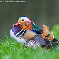 Buy canvas prints of Mandarin Duck resting by water by Geoff Smith