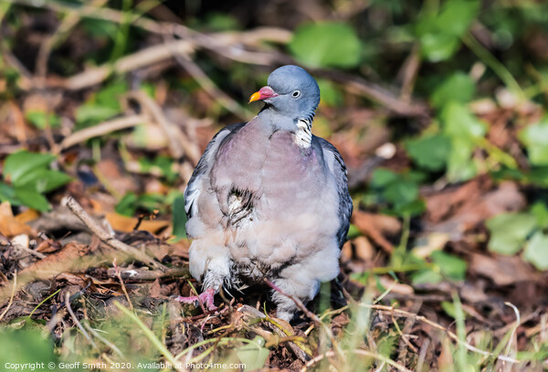 Wood Pigeon with funny face Picture Board by Geoff Smith