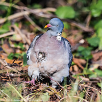 Buy canvas prints of Wood Pigeon with funny face by Geoff Smith