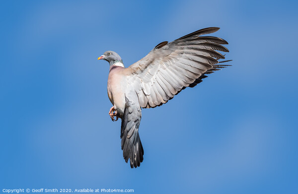 Wood Pigeon flying high Picture Board by Geoff Smith