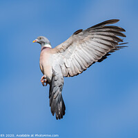 Buy canvas prints of Wood Pigeon flying high by Geoff Smith