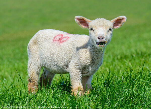 Cute lamb eating grass Picture Board by Geoff Smith