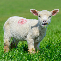 Buy canvas prints of Cute lamb eating grass by Geoff Smith