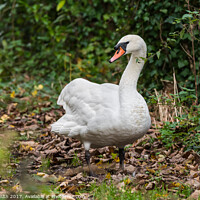 Buy canvas prints of Mute Swan Standing by Geoff Smith