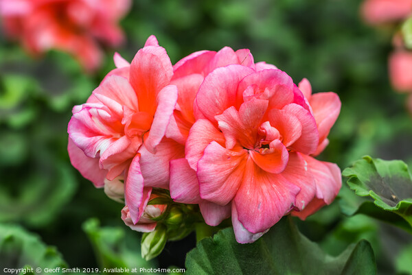 Pinkish red Zonal Geraniums Picture Board by Geoff Smith