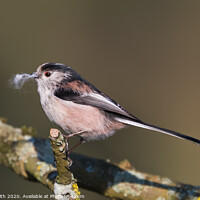 Buy canvas prints of Long Tailed Tit in Winter by Geoff Smith