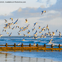 Buy canvas prints of Flock of gulls in flight by Geoff Smith