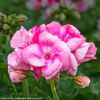 Buy canvas prints of Pink Geranium Painterly Effect by Geoff Smith