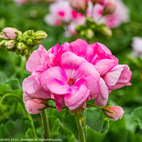 Buy canvas prints of Pink Zonal Geranium by Geoff Smith