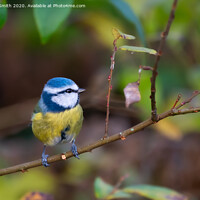 Buy canvas prints of Blue Tit in Autumn by Geoff Smith