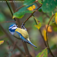 Buy canvas prints of Blue Tit Hanging Around by Geoff Smith