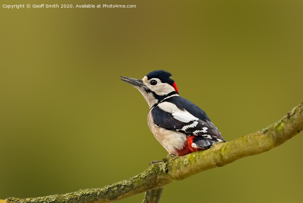Great Spotted Woodpecker Picture Board by Geoff Smith