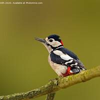 Buy canvas prints of Great Spotted Woodpecker by Geoff Smith