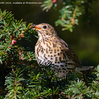 Buy canvas prints of Song Thrush Feeding by Geoff Smith