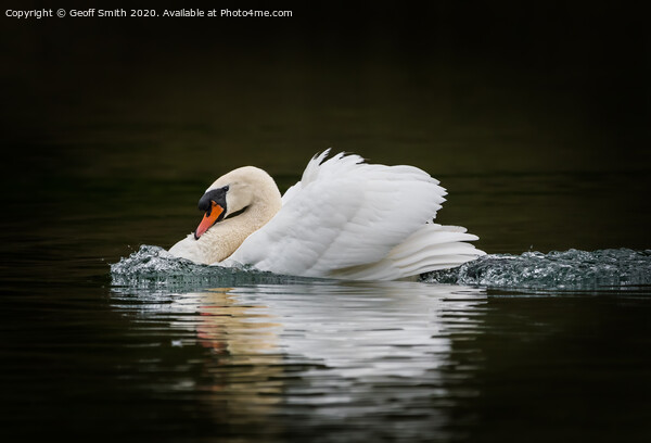 Swan on a Mission Picture Board by Geoff Smith
