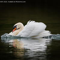 Buy canvas prints of Swan on a Mission by Geoff Smith