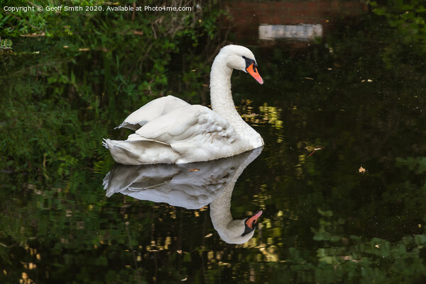 Swan Reflecting in Water Picture Board by Geoff Smith