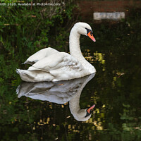Buy canvas prints of Swan Reflecting in Water by Geoff Smith