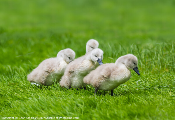 Cute Cygnet Family Picture Board by Geoff Smith