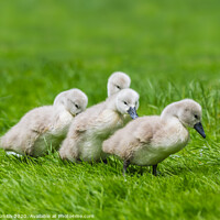 Buy canvas prints of Cute Cygnet Family by Geoff Smith