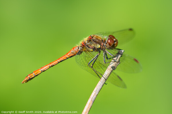 Common Darter Dragonfly Picture Board by Geoff Smith