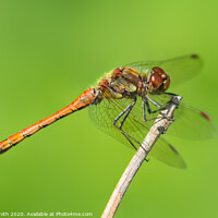 Buy canvas prints of Common Darter Dragonfly by Geoff Smith
