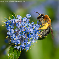 Buy canvas prints of Early Mining Bee Pollinating by Geoff Smith