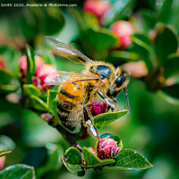 Buy canvas prints of Honey Bee in Spring by Geoff Smith