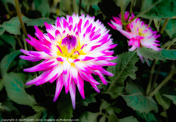 Pink Dahlia Flower in Summer Picture Board by Geoff Smith