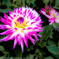 Buy canvas prints of Pink Dahlia Flower in Summer by Geoff Smith