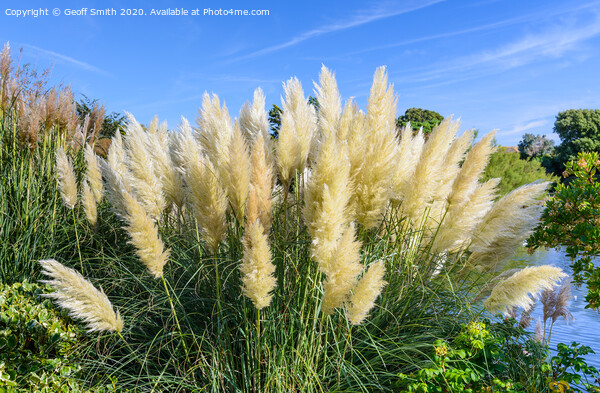 Pampas Grass in Summer Picture Board by Geoff Smith