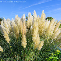 Buy canvas prints of Pampas Grass in Summer by Geoff Smith