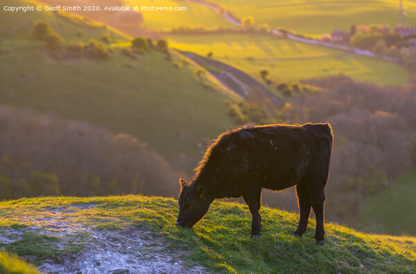 Cow Grazing in Evening Light Picture Board by Geoff Smith
