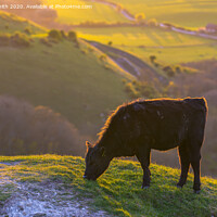 Buy canvas prints of Cow Grazing in Evening Light by Geoff Smith