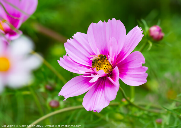 Pink Mexican Aster and Bee Picture Board by Geoff Smith