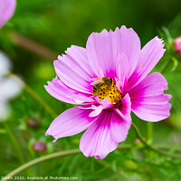 Buy canvas prints of Pink Mexican Aster and Bee by Geoff Smith