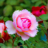Buy canvas prints of Pink Rose Painterly by Geoff Smith